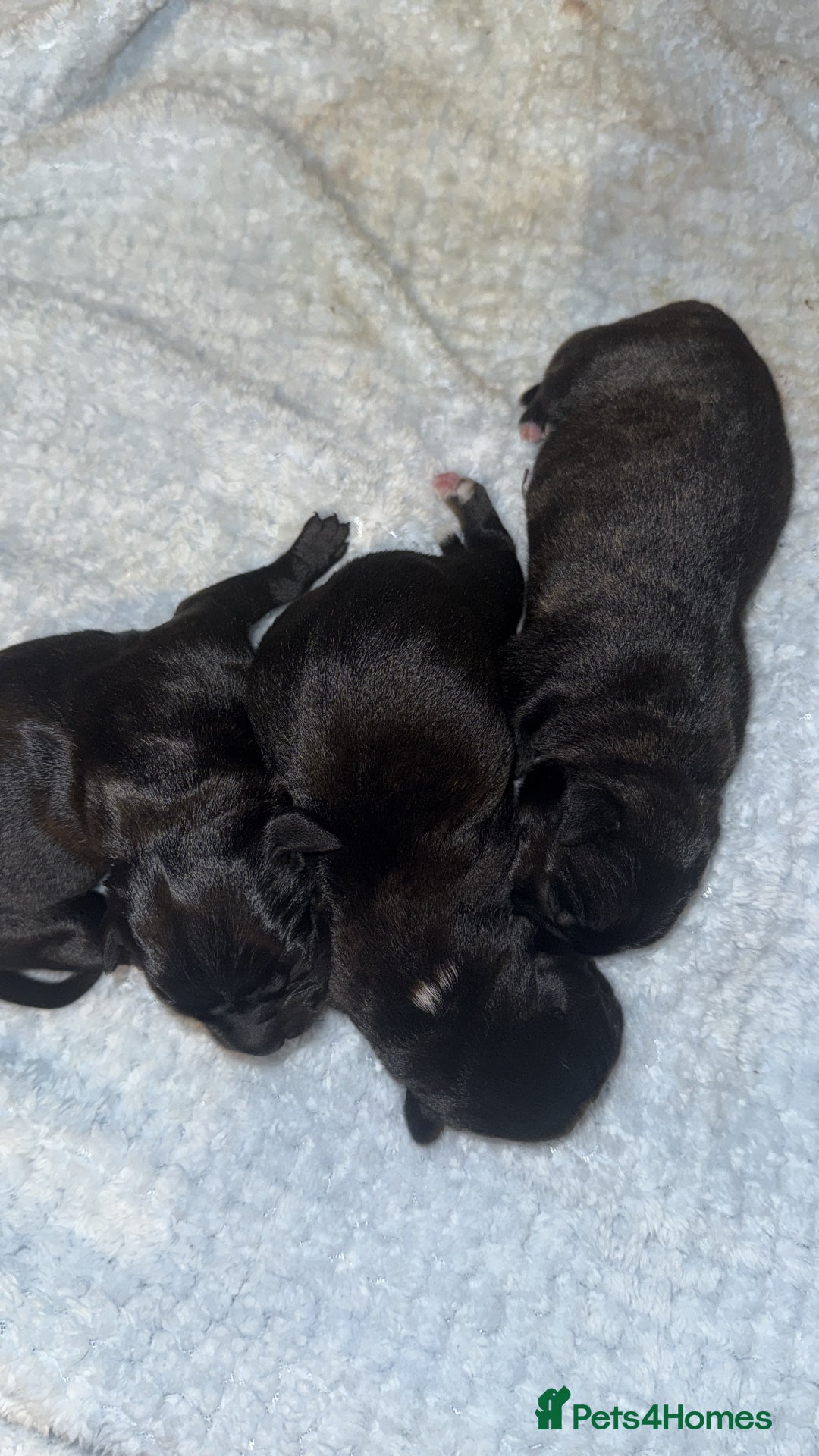 Staffordshire Bull Terrier dogs for sale: Staffordshire bull terrier puppies   - Advert 5
