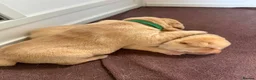 Labrador Retriever dogs for sale: KC Reg Labrador Puppies 🐾 Beautiful litter of 9  in Poulton-le-Fylde - Advert 3