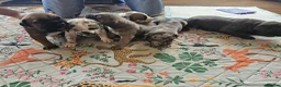Mixed Breed dogs for sale: Cane Corso x Performance Mastiff   - Advert 9