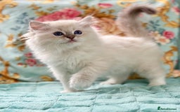 Ragdoll cats for sale: One pet boy  - Image 8
