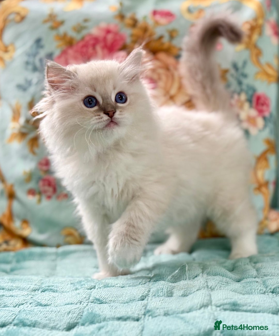 Ragdoll cats for sale: One pet boy  - Image 8