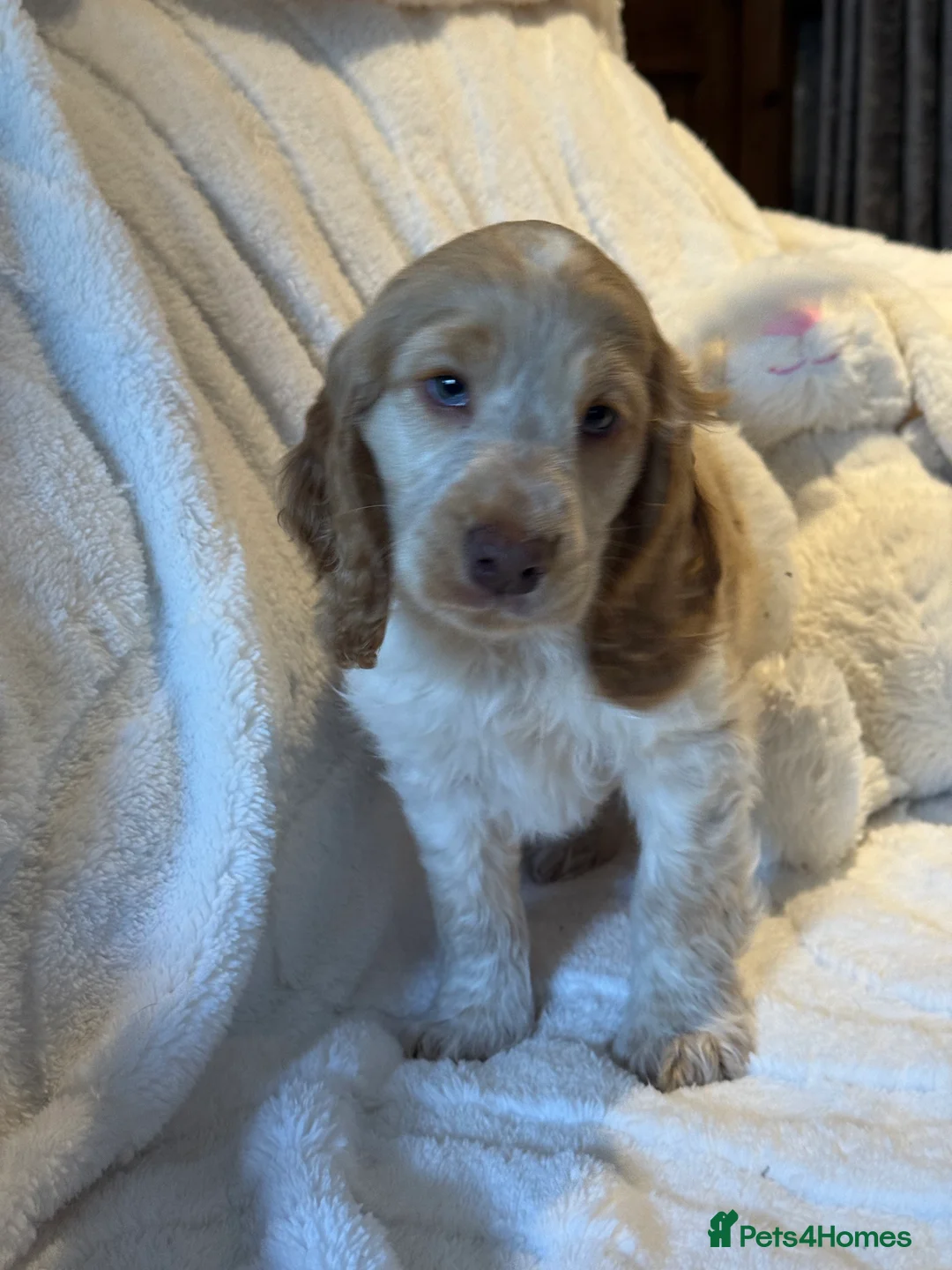 Cocker Spaniel dogs for sale: Stunning Show Cocker Spaniels ready now  - Advert 2
