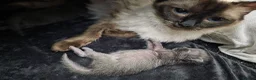 Ragcoon cats for sale: Beautiful smoke blue raccoon/ coon dolls  - Advert 3
