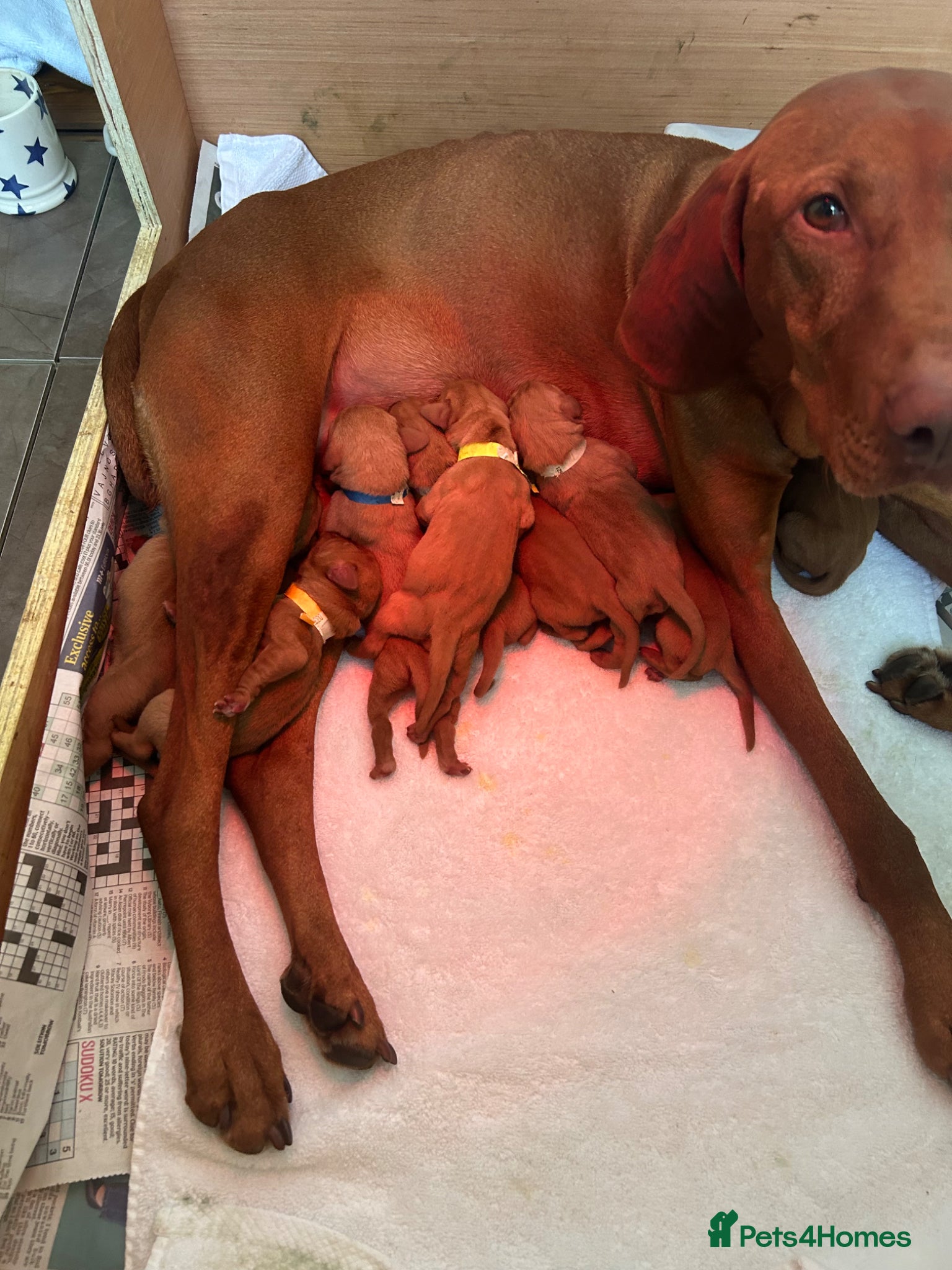 Hungarian Vizsla dogs Beautiful KC Registered Viszla Pups - Advert 2
