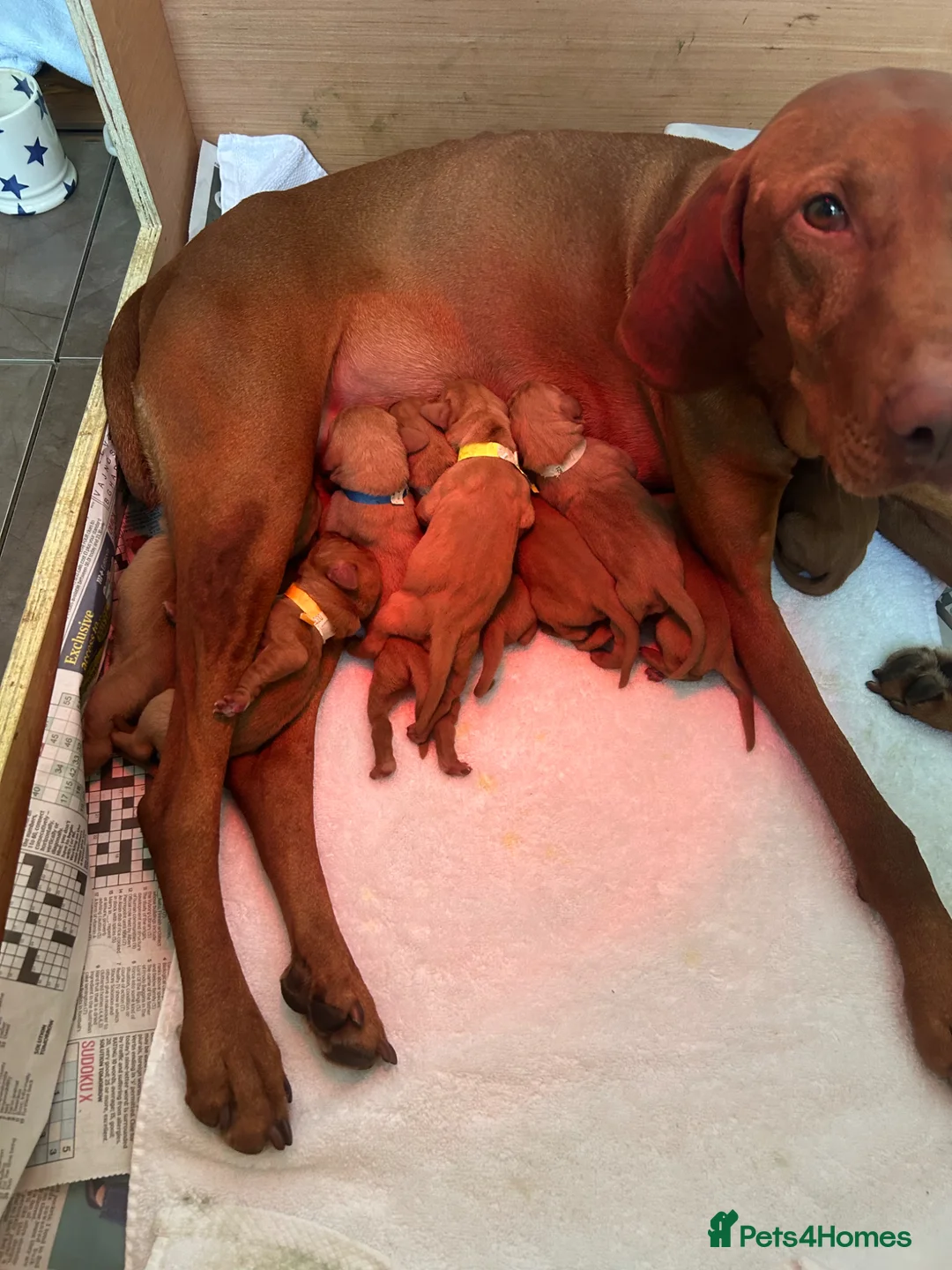 Hungarian Vizsla dogs for sale: Beautiful KC Registered Viszla Pups in Newcastle upon Tyne - Advert 2