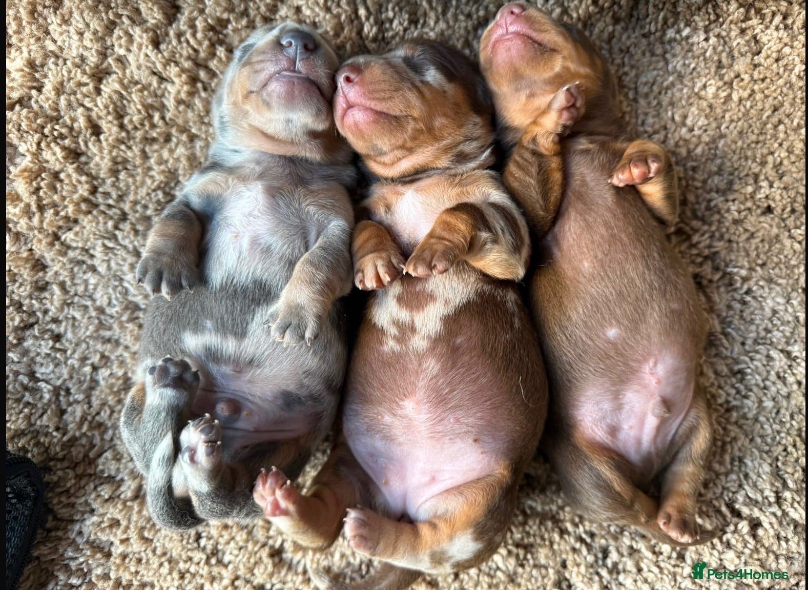 Miniature Dachshund dogs True miniature dachshunds  - Advert 9