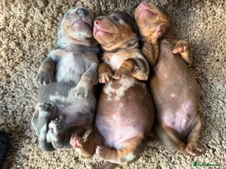 Miniature Dachshund dogs True miniature dachshunds - Advert 1