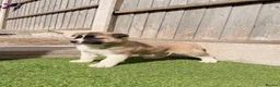Akita dogs for sale: American Akita puppy’s for sale - Advert 8