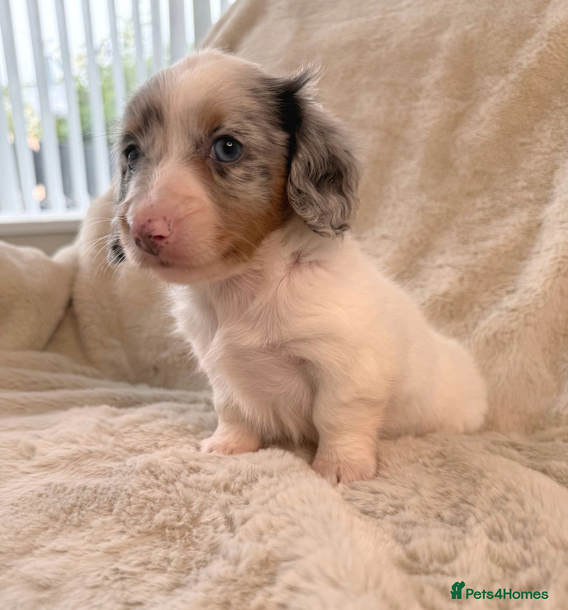 Miniature Dachshund dogs Kc miniature long haired dachshunds ready now  - Advert 1