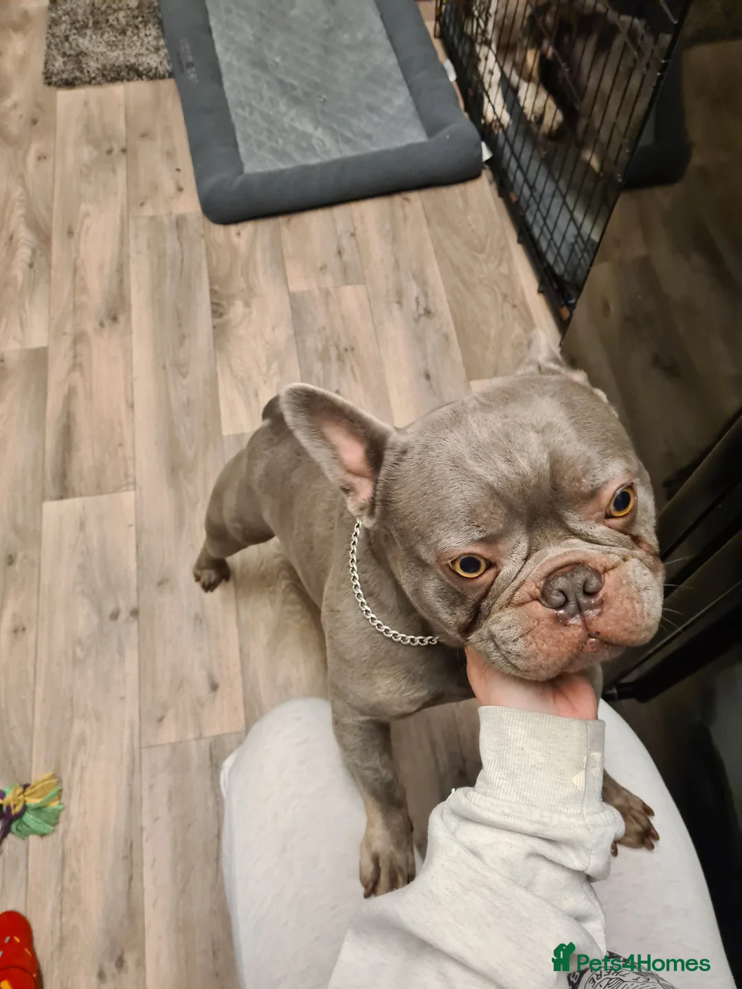 French Bulldog dogs for stud: Male lilac French bulldog for stud. Kc registered - Advert 1