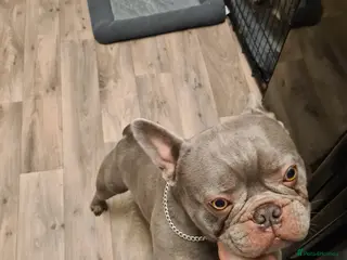 French Bulldog dogs Male lilac French bulldog for stud. Kc registered - Advert 13