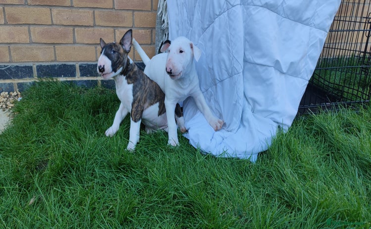 English Bull Terrier dogs - Advert 1