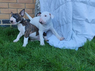 English Bull Terrier dogs - Advert 1