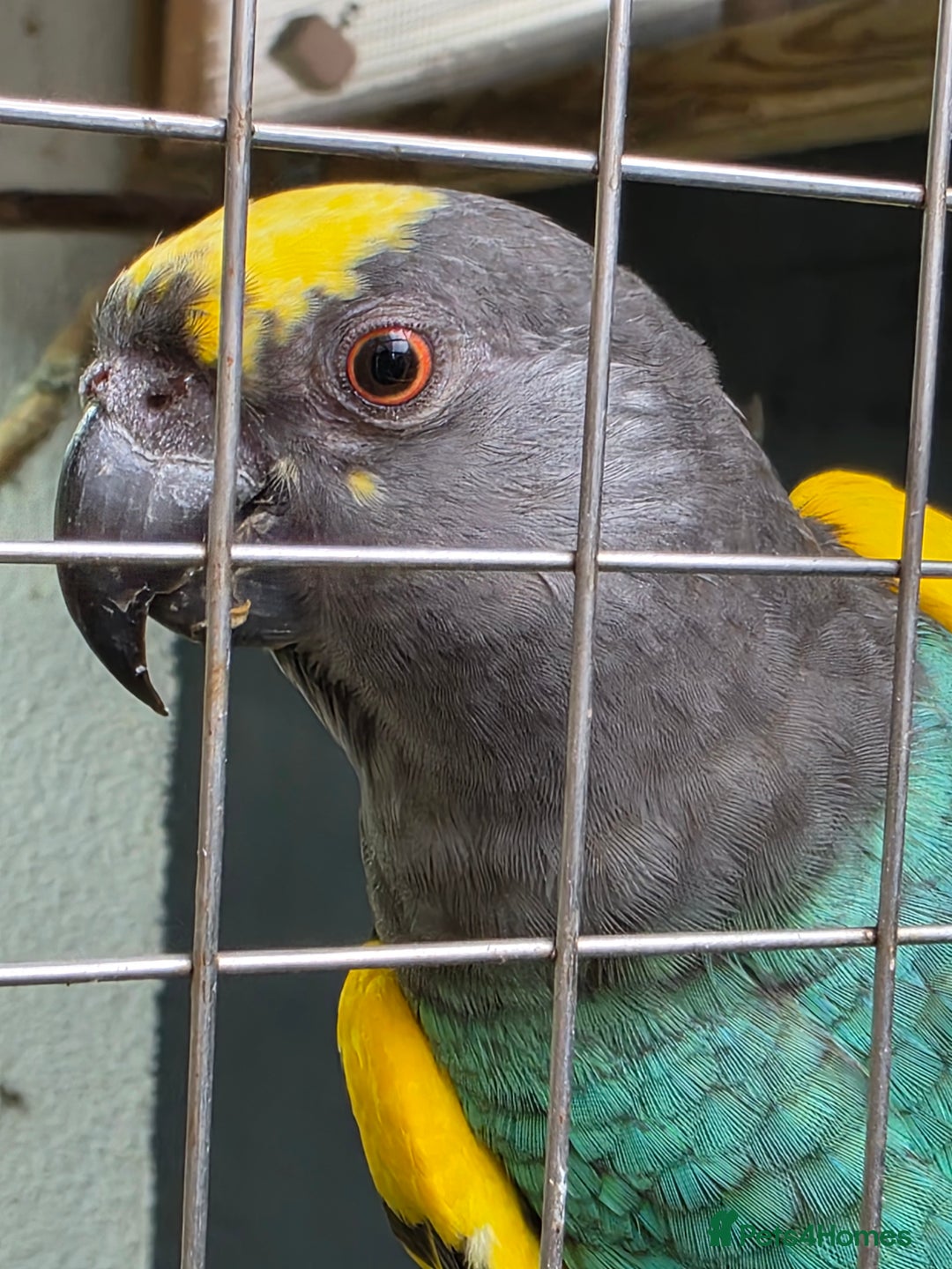 Parrots birds for sale: Meyers Cock Bird CR DNA - Advert 1