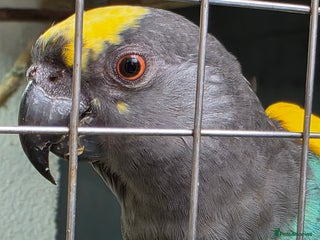 Parrots birds Meyers Cock Bird CR DNA - Advert 1