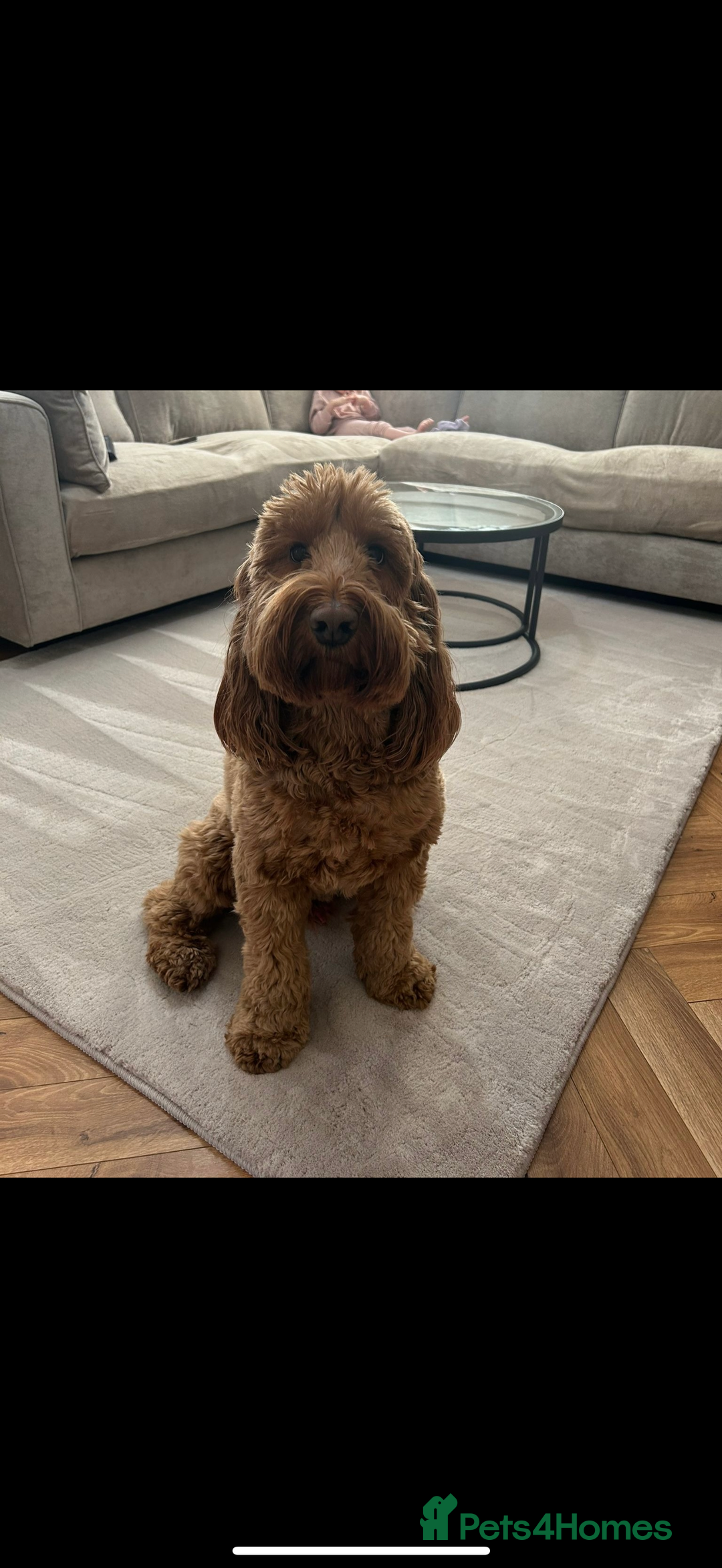 Cockapoo dogs for sale: Cockapoo - Image 21