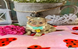 Chihuahua dogs for sale: 💜🤎 Exotic KC LC chihuahuas 🤎💜 - Image 8
