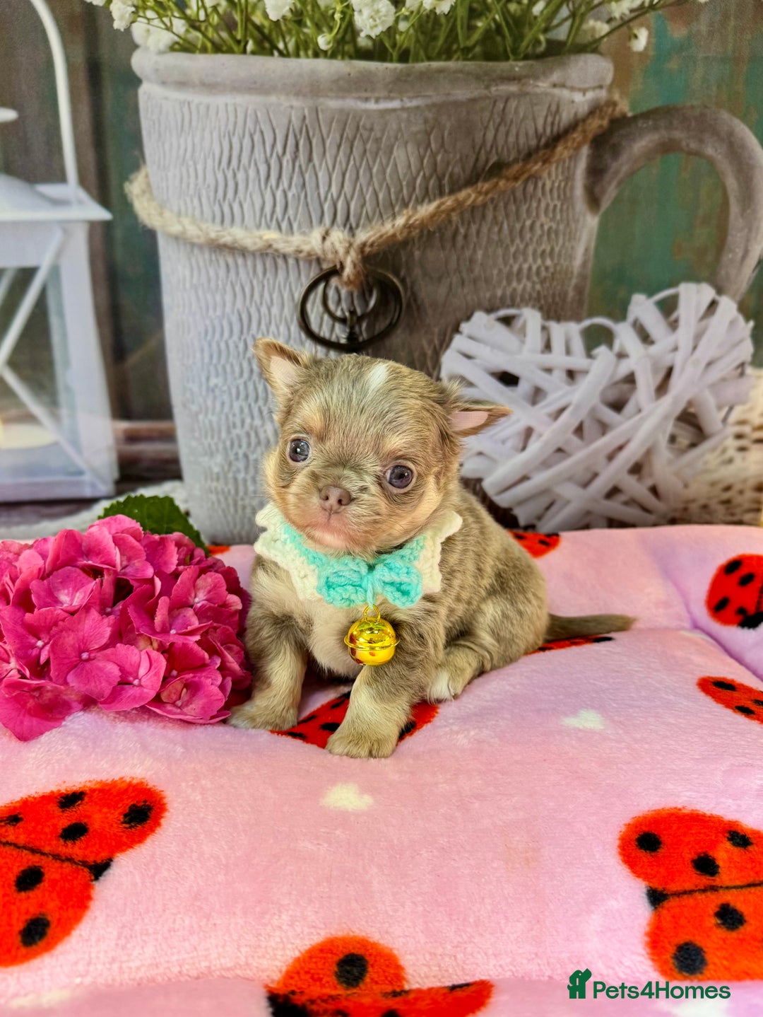 Chihuahua dogs for sale: 💜🤎 Exotic KC LC chihuahuas 🤎💜 - Image 8