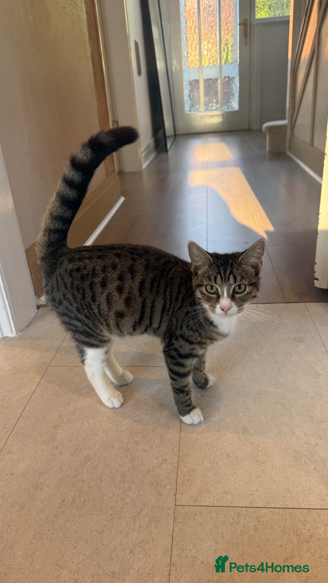 Mixed Breed cats Female Kitten - 6months old - Advert 11