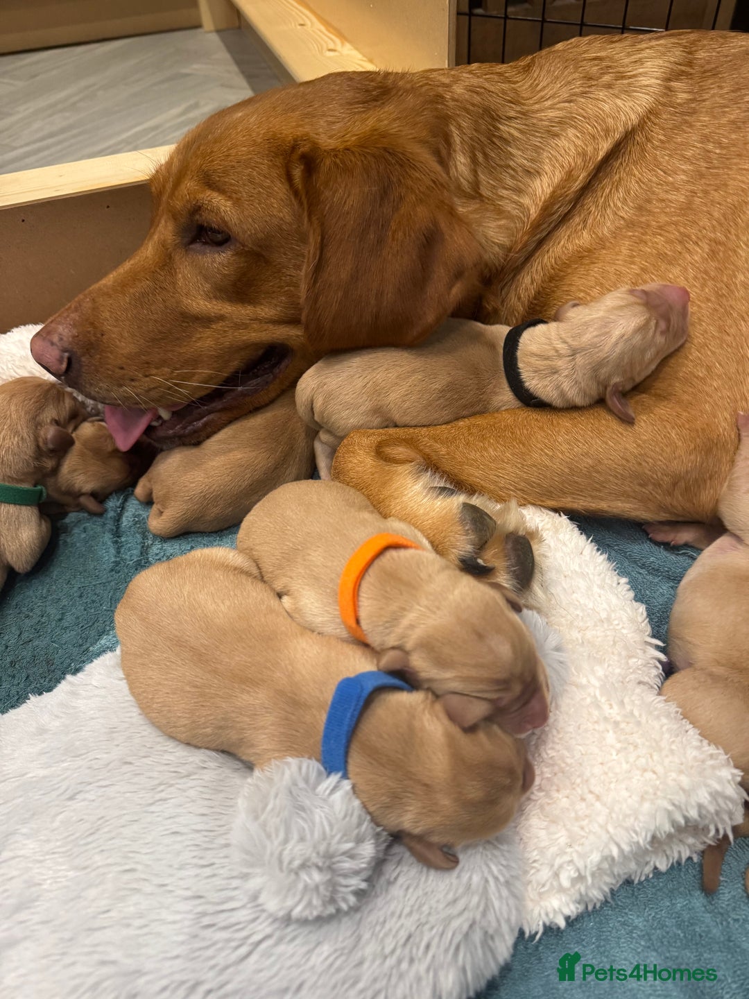 Labrador Retriever dogs for sale: Fox Red litter born 5th August - Image 23