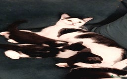 Domestic Shorthair cats for sale: Kittens for sale  - Image 5