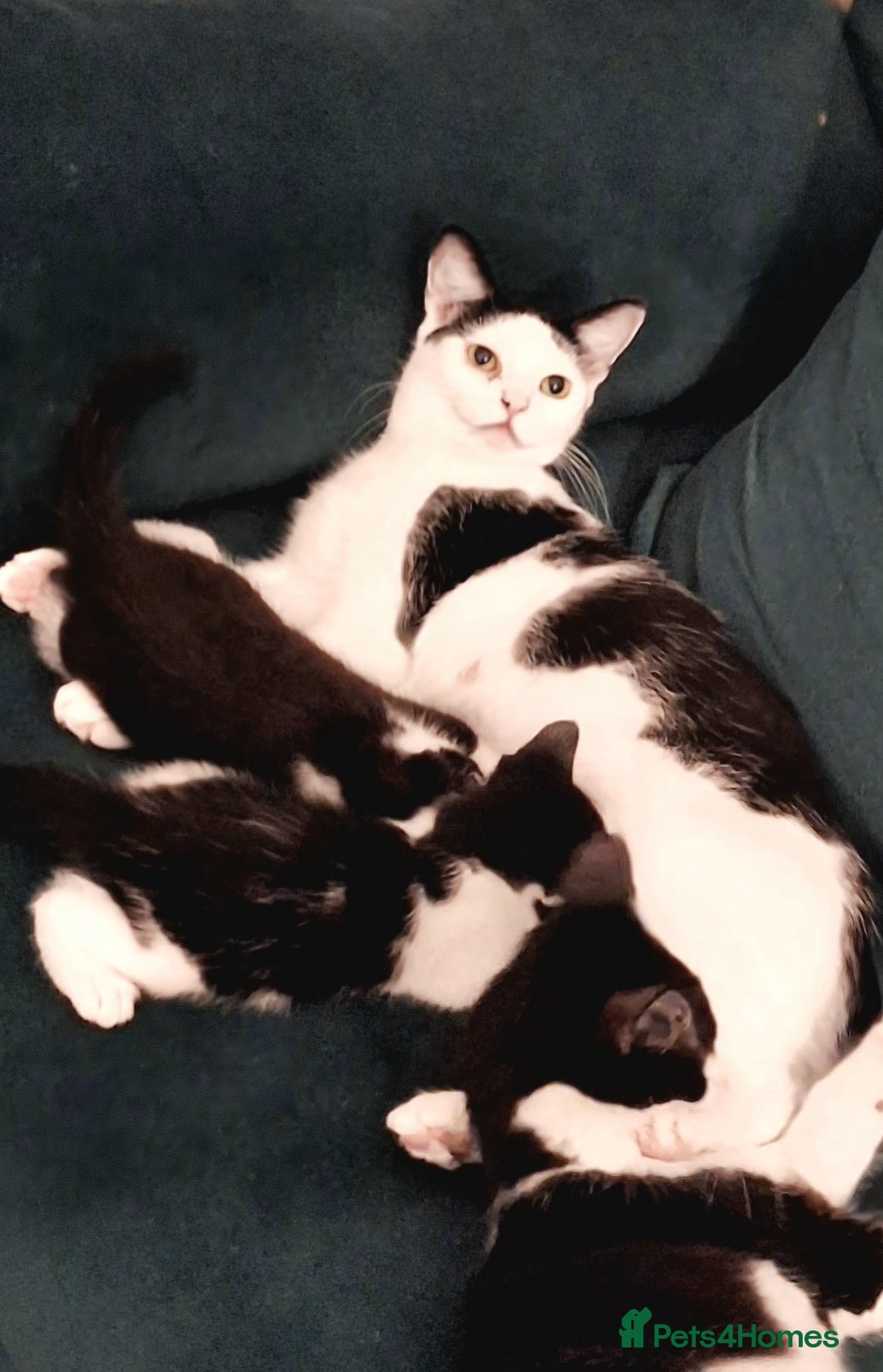 Domestic Shorthair cats for sale: Kittens for sale  - Image 5