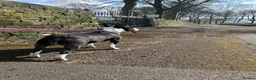 English Bull Terrier dogs for sale: Beautiful miniature English bull terrier puppies - Advert 4