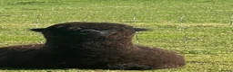 Alpaca livestock for sale: Good homes only in Christchurch - Advert 2