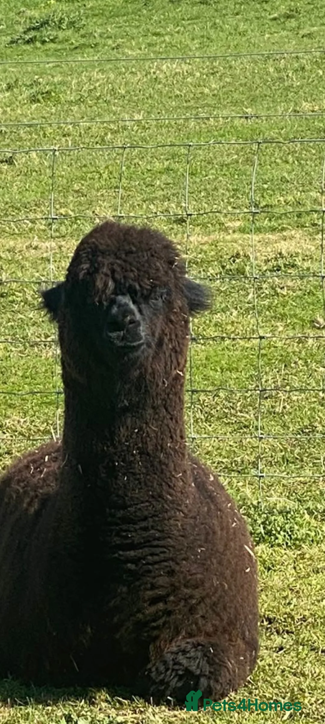 Alpaca livestock for sale: Good homes only in Christchurch - Advert 2