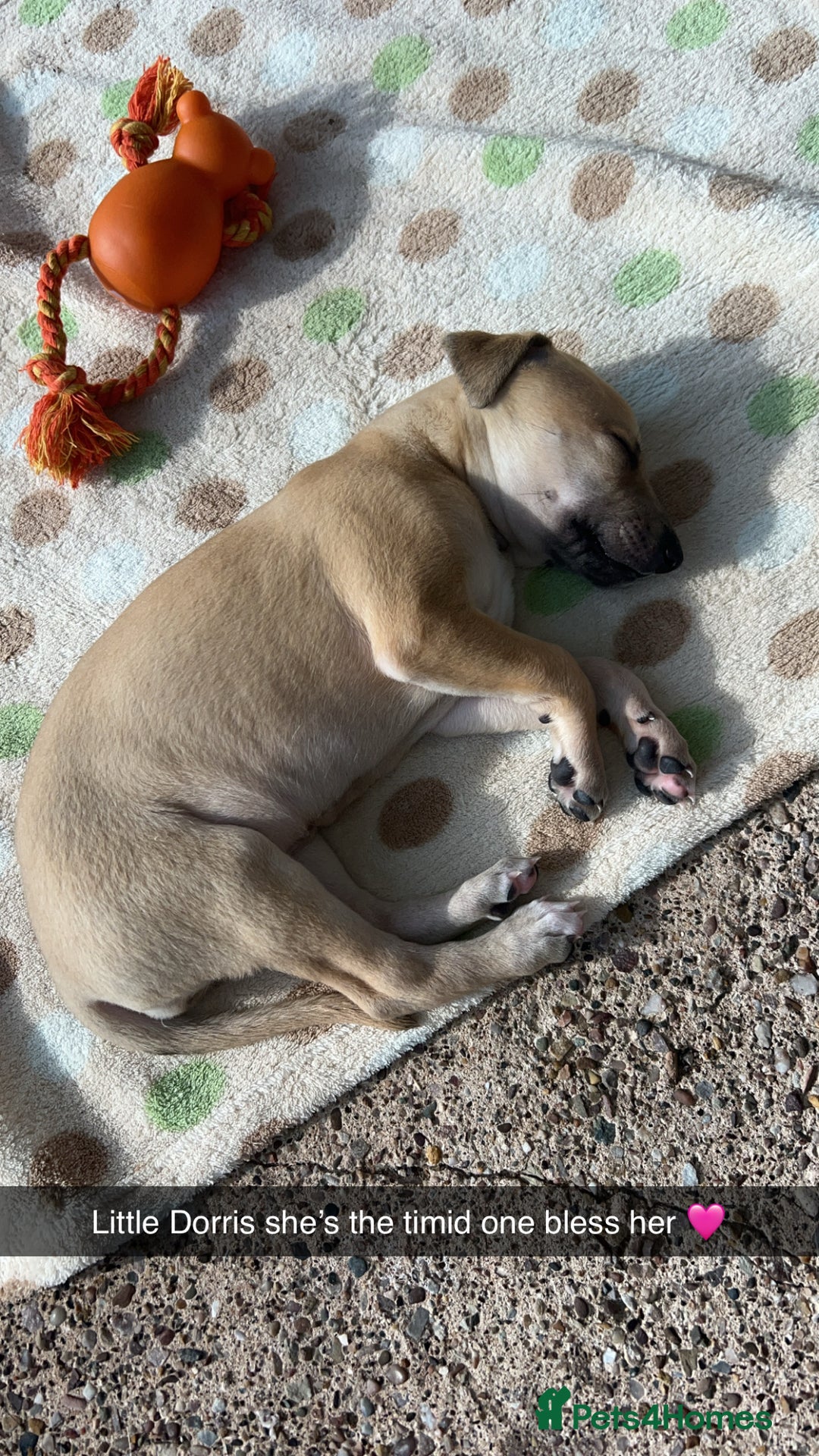 Whippet dogs for sale: 3 Whippets available from 10/09/25 - Image 14