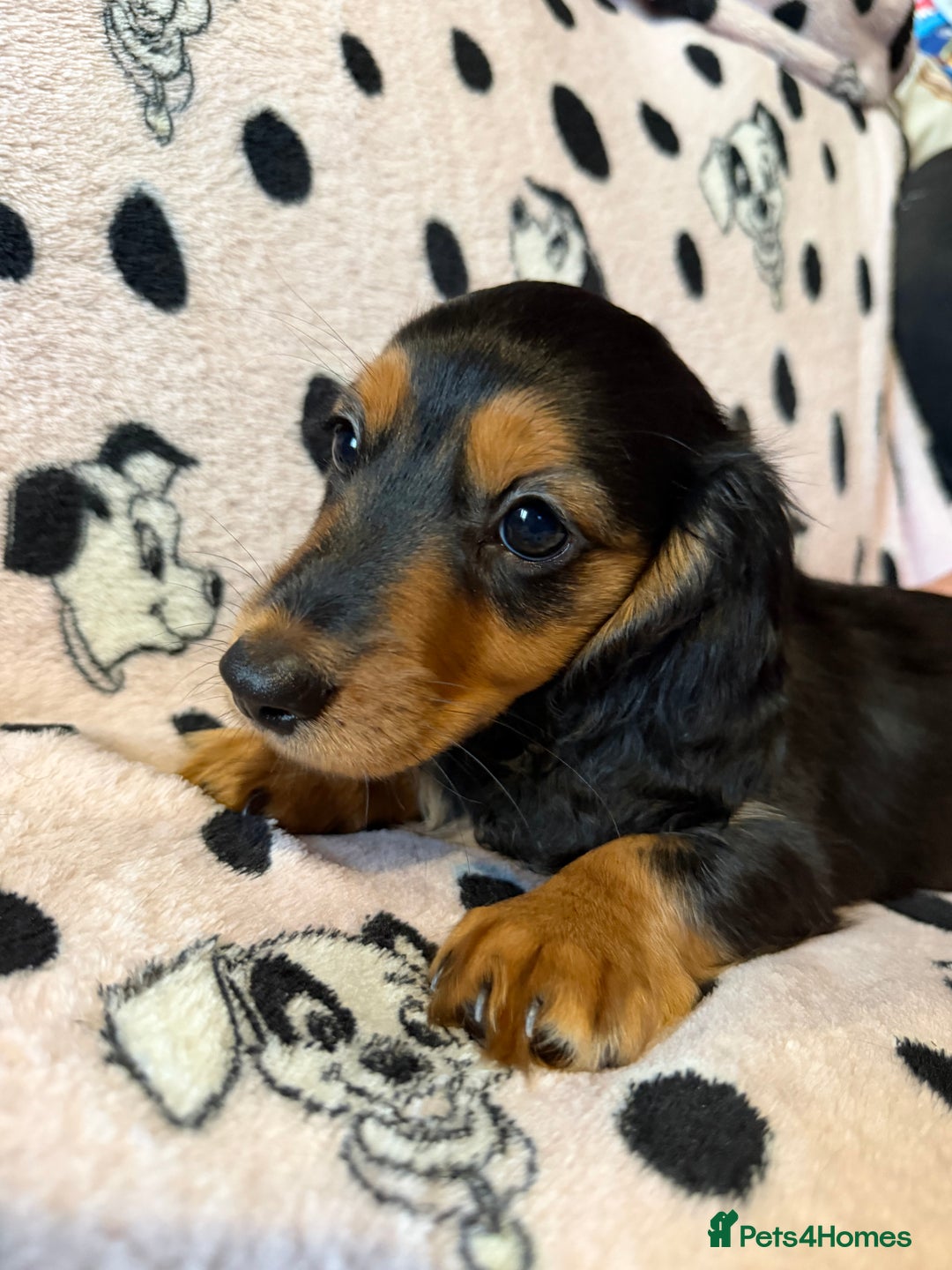 Miniature Dachshund dogs for sale: Beautiful KC silver dapple longhair miniature girl - Advert 36