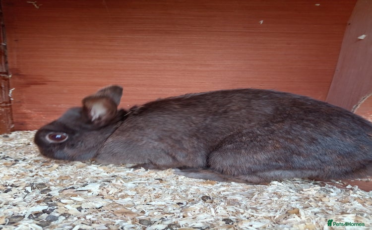 Netherland Dwarf rabbits - Advert 14