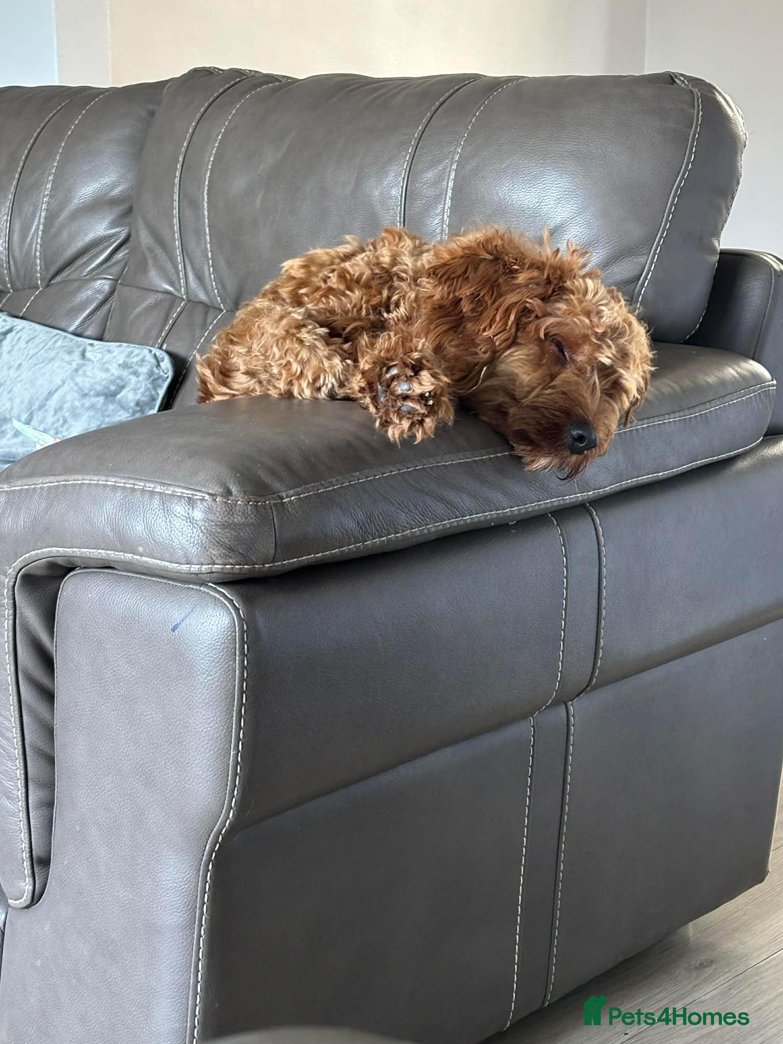 Cockapoo dogs Toy cockerpoo male - Advert 1