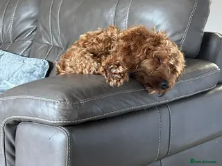 Cockapoo dogs Toy cockerpoo male - Advert 1