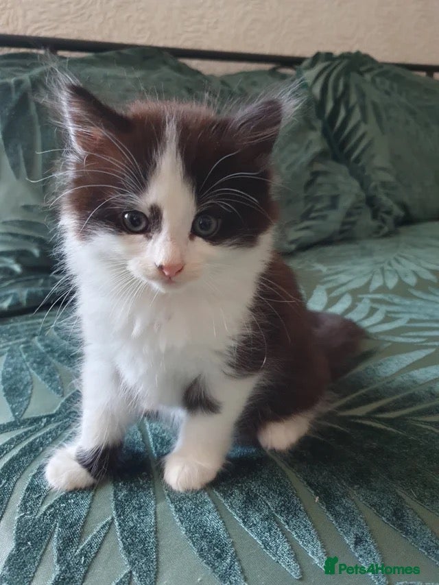 Turkish Angora cats for sale: Turkish angora - Advert 2