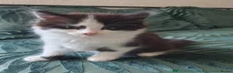 Turkish Angora cats for sale: Turkish angora in Leeds - Advert 1