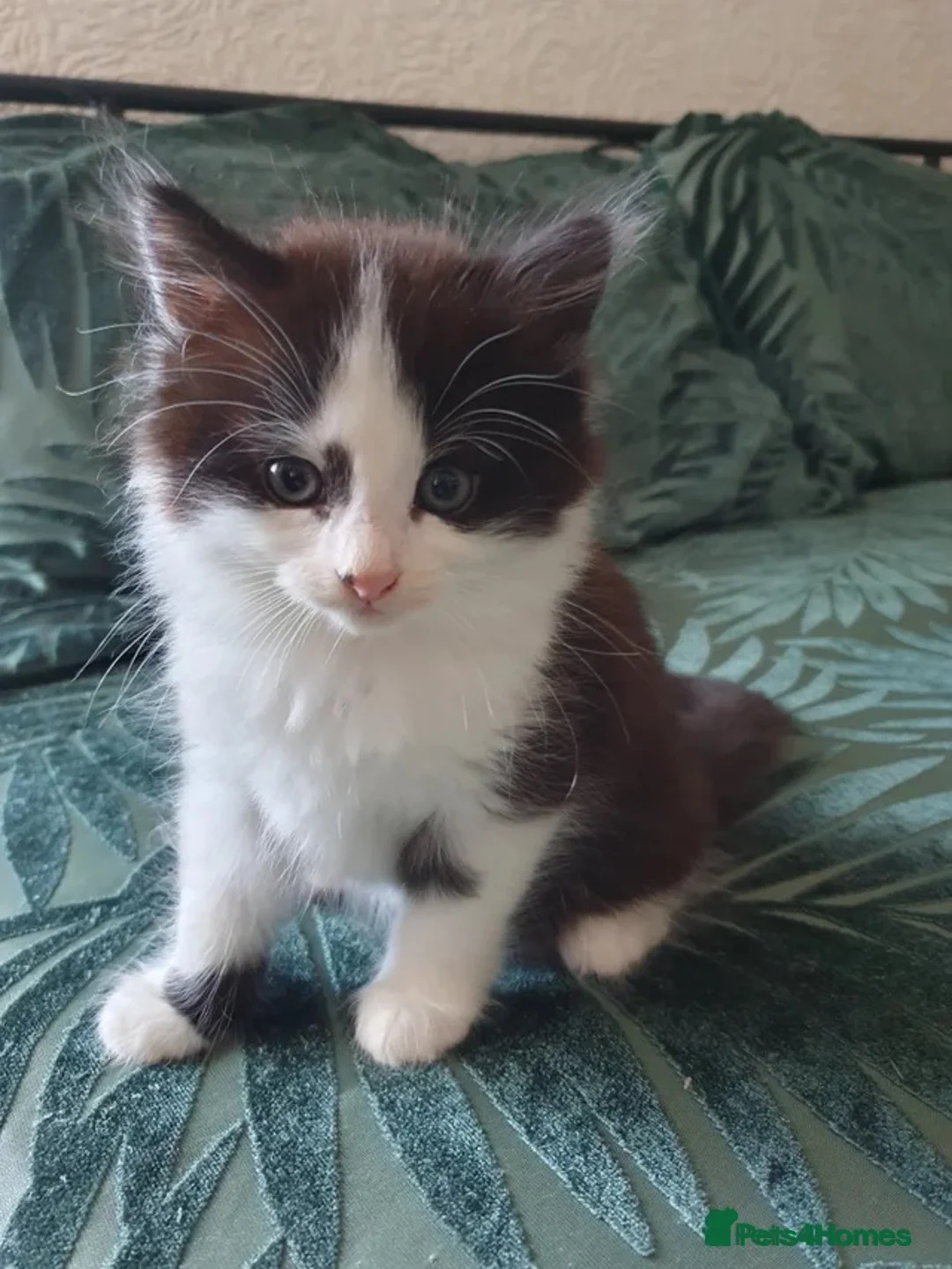Turkish Angora cats for sale: Turkish angora in Leeds - Advert 1