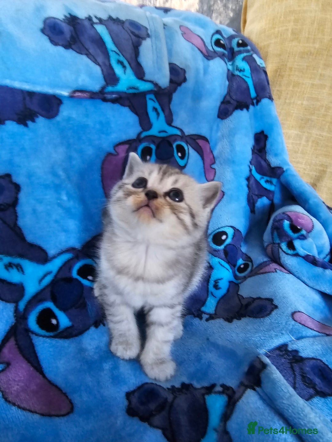 Scottish Fold cats for sale: Two boys Scotitish fold - Image 6