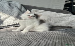 Maine Coon cats for sale: LAST GORGEOUS GIRL - Image 9