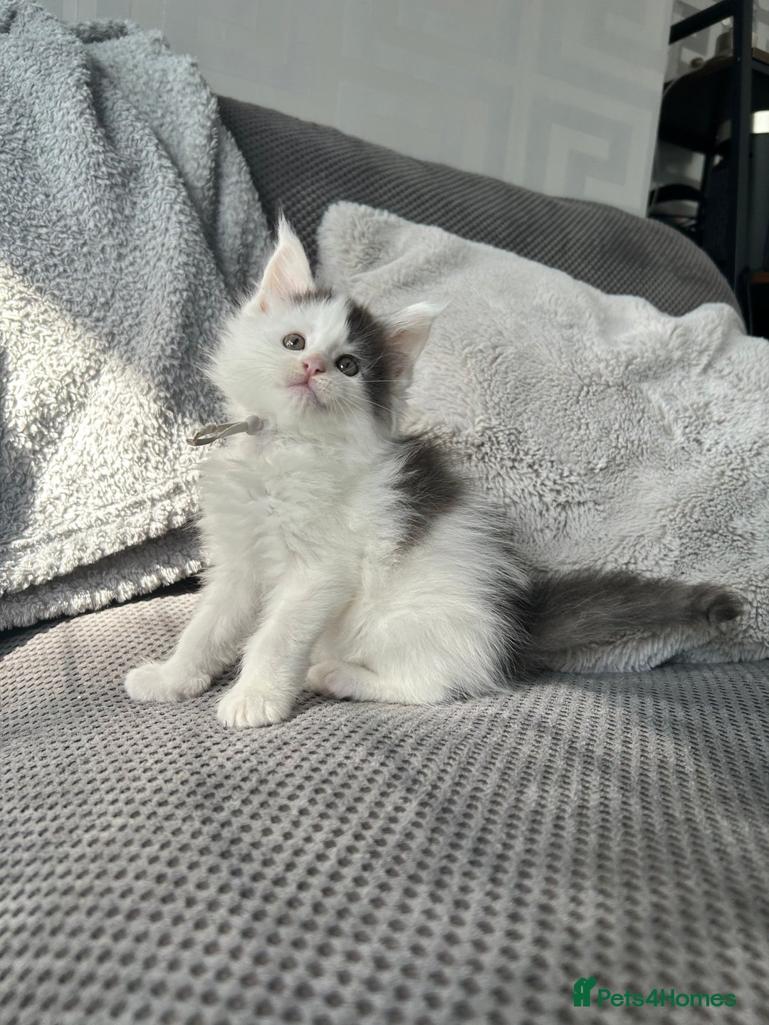 Maine Coon cats for sale: LAST GORGEOUS GIRL - Image 9