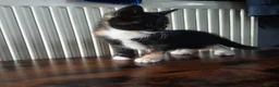 Mixed Breed cats for sale: Beautiful kittens😍😍😍😍😍 - Advert 7