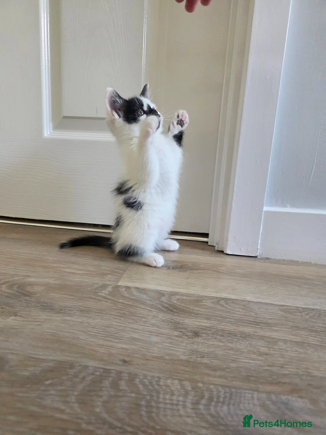 Mixed Breed cats for sale: Kittens  - Advert 2