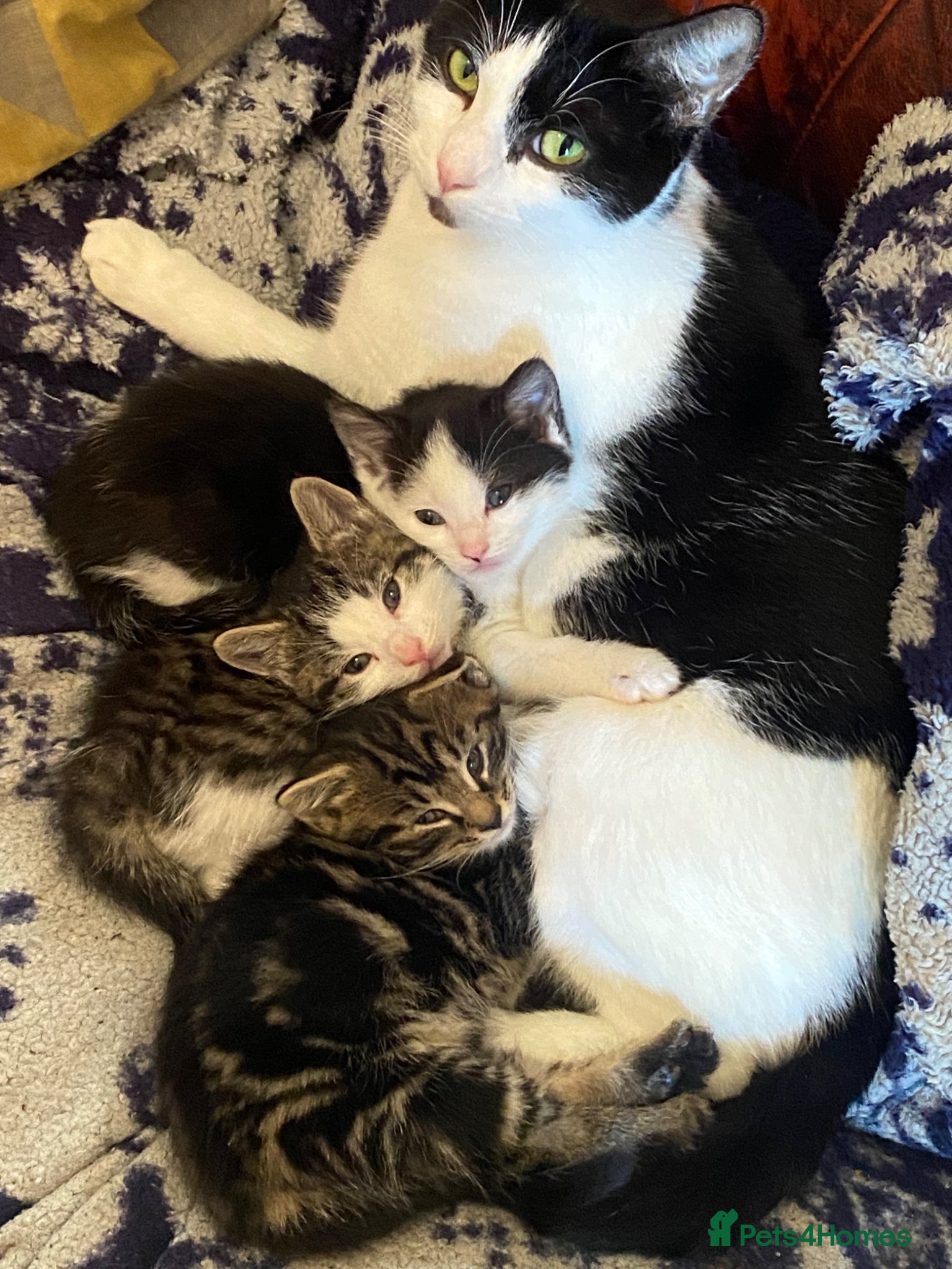 Mixed Breed cats Kittens for sale - Advert 8