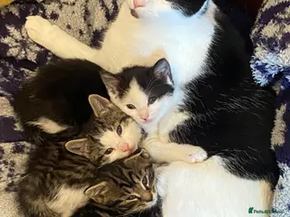 Mixed Breed cats Kittens for sale - Advert 10