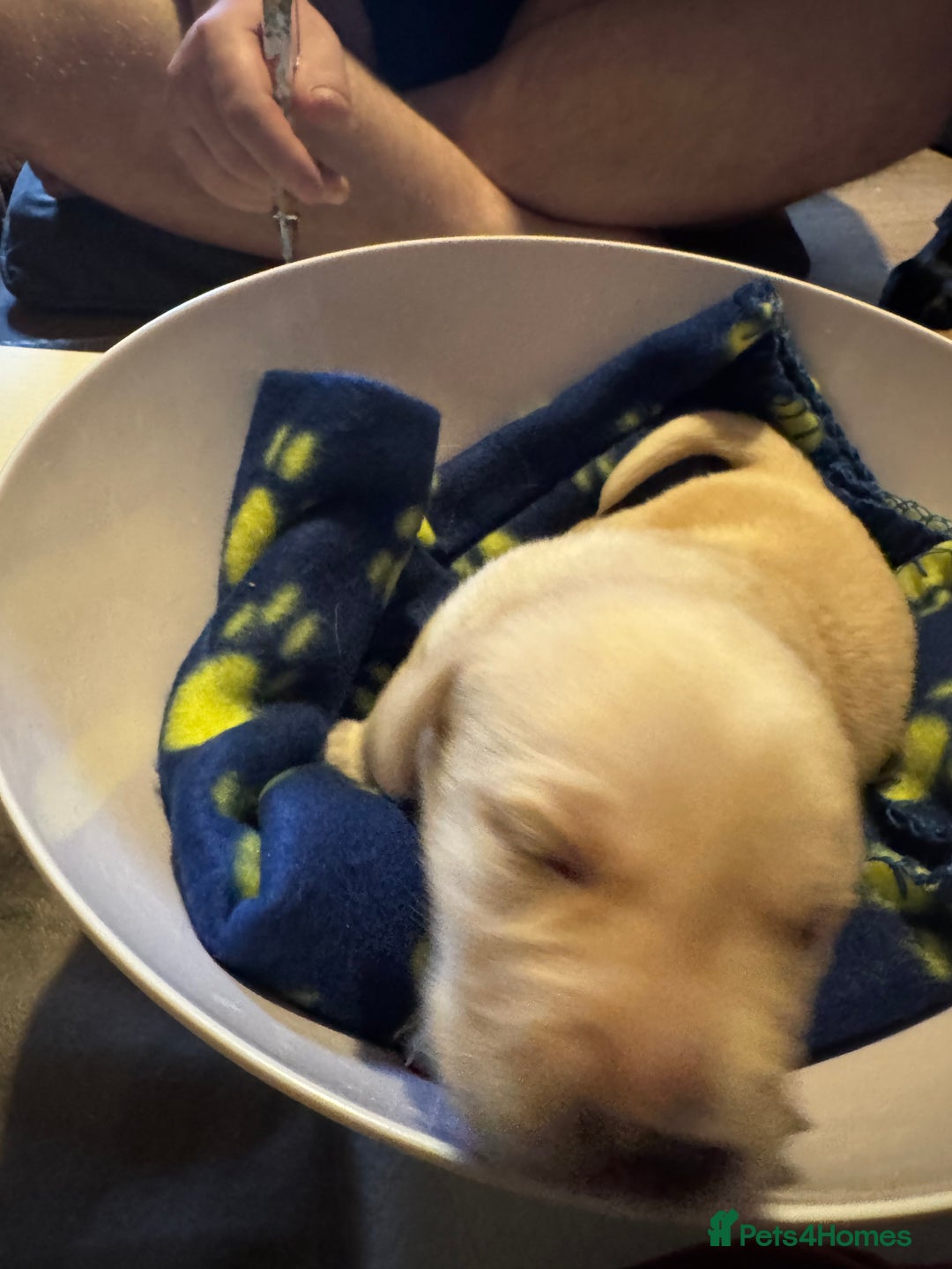 Labrador Retriever dogs for sale: 6 Sweet Labrador Puppies  - Advert 13