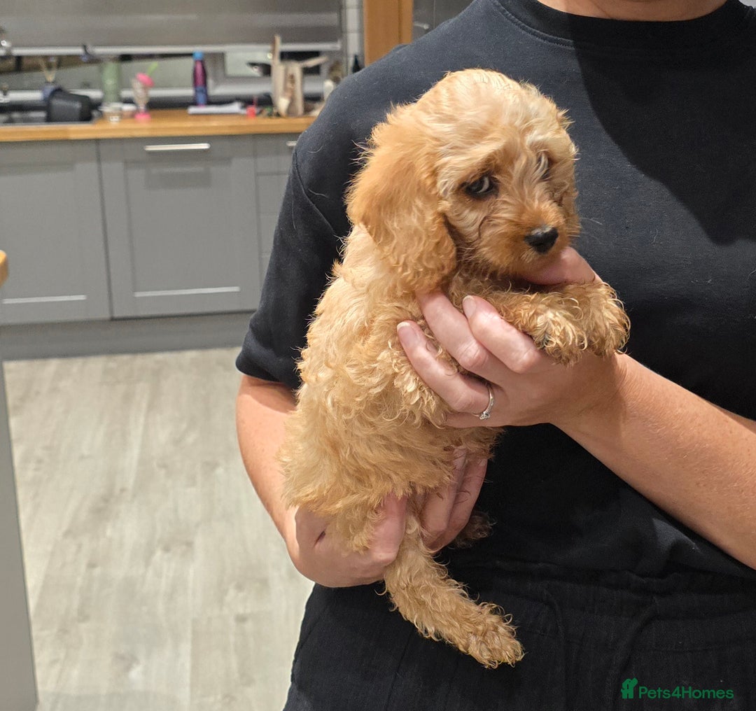 Cavapoochon dogs for sale: Light fox red Cavapoochon puppies - Image 14
