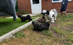 Shih Tzu dogs for sale: Shih tzu puppies looking for a forever home. - Image 24