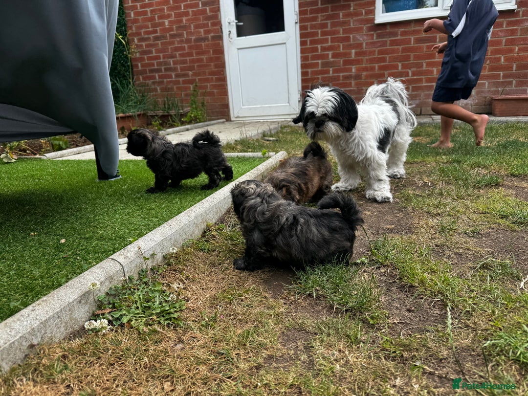 Shih Tzu dogs for sale: Shih tzu puppies looking for a forever home. - Image 24