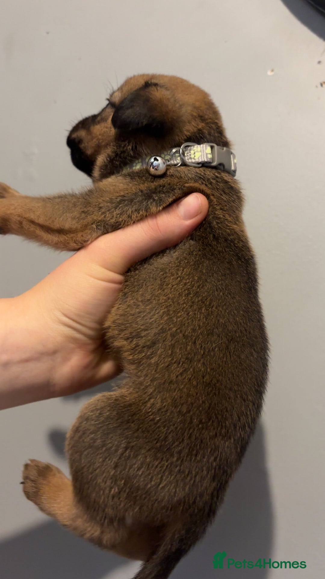 Mixed Breed dogs for sale: Boxwillers - Image 36