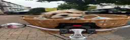 Shihpoo dogs for sale: WAITING LIST Toy shihpoo puppies  - Advert 4